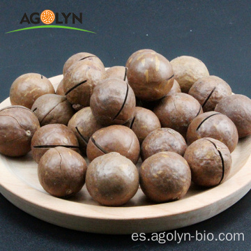 Nueces de macadamia asadas de gran tamaño en cáscara